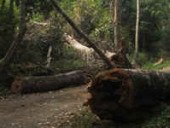 travel safety fallen tree